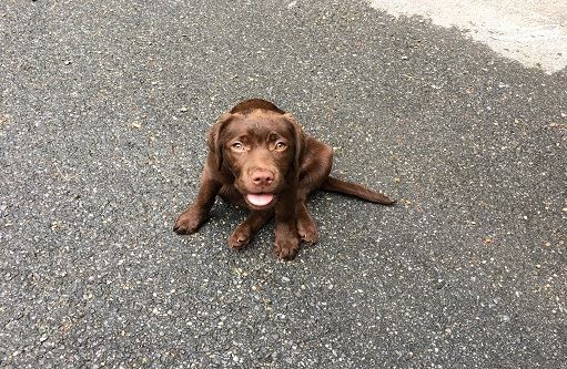 chocolate lab puppy