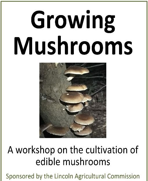 Mushroom flyer  Poster