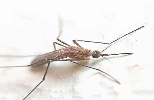 mosquito-387707_960_720