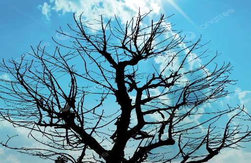 Dead Tree image